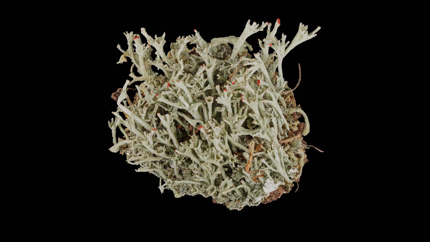 Cladonia polydactyla